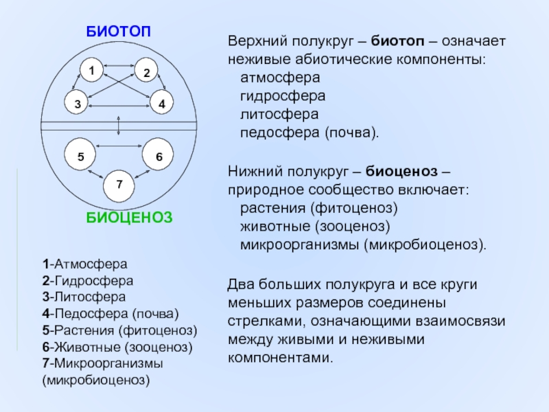 Состав биотопа. Биотоп схема. Структура биотопа. Компоненты биотопа. Виды биотопов.