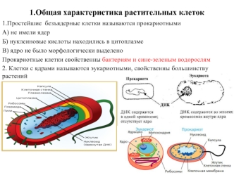 Общая характеристика растительных клеток