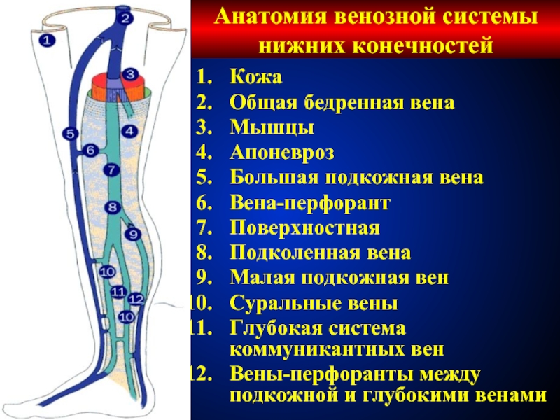 Глубокие вены голени схема