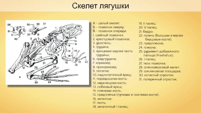 Нарисовать скелет лягушки