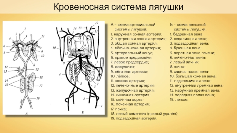 На рисунке сосуды малого круга кровообращения лягушки обозначены цифрами