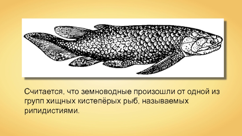 Древние земноводные произошедшие от древних рыб. Латимерия двоякодышащая рыба. Кистеперые рыбы девона. Древние кистеперые рыбы Эволюция. Кистепёрые рыбы земноводные.
