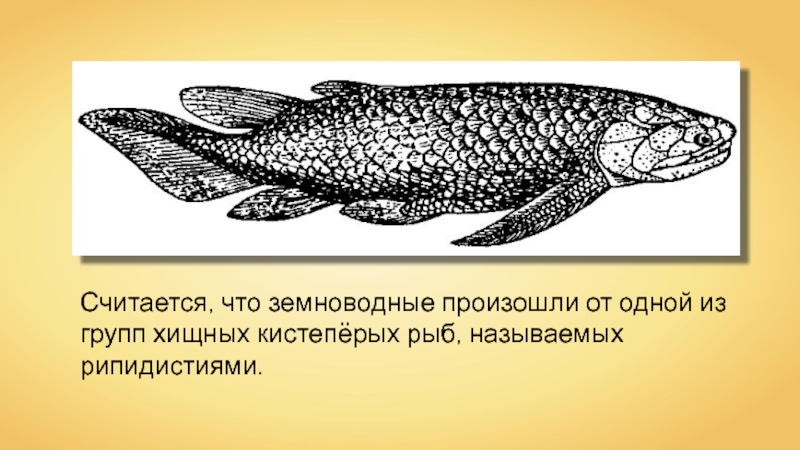 Особенности происхождения рыб. Латимерия двоякодышащая рыба. 1. Латимерия. Древние кистеперые рыбы. Кистеперые рыбы девона.