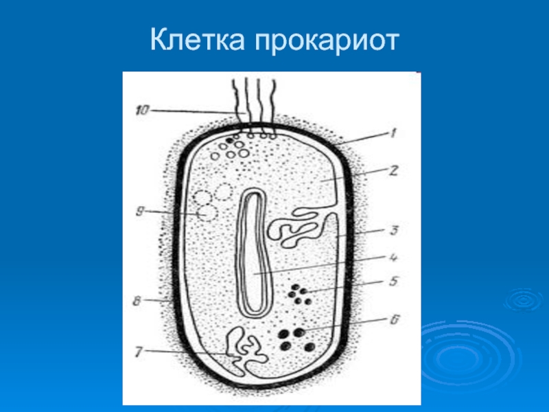 Прокариоты клетка рисунок. Строение прокариотической клетки. Строение прокариот. Строение клетки прокариот. Прокориотической клетка.