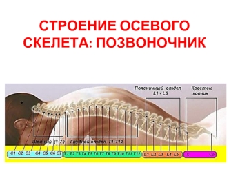 Строение осевого скелета: позвоночник