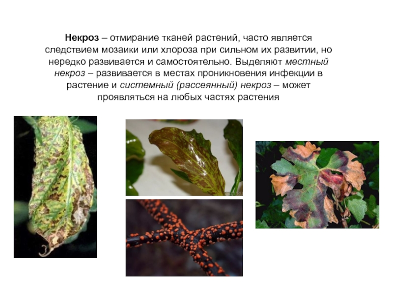 Определить заболевания растений по фото