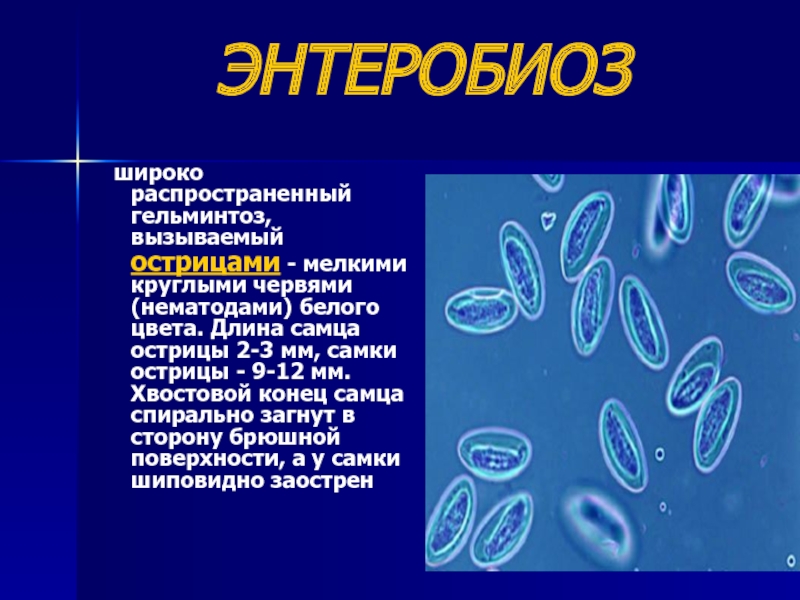 ЭНТЕРОБИОЗ  широко распространенный гельминтоз, вызываемый острицами - мелкими круглыми червями