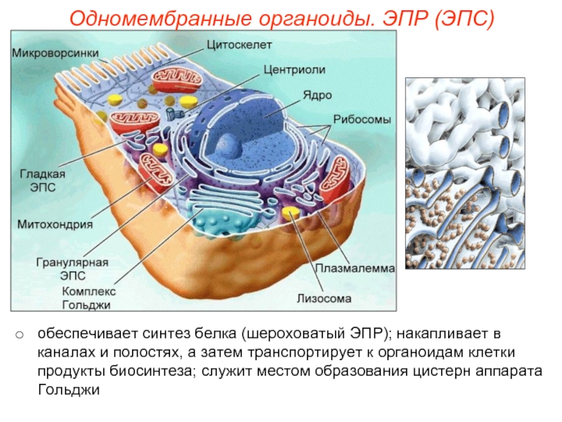 Органоиды клетки фото