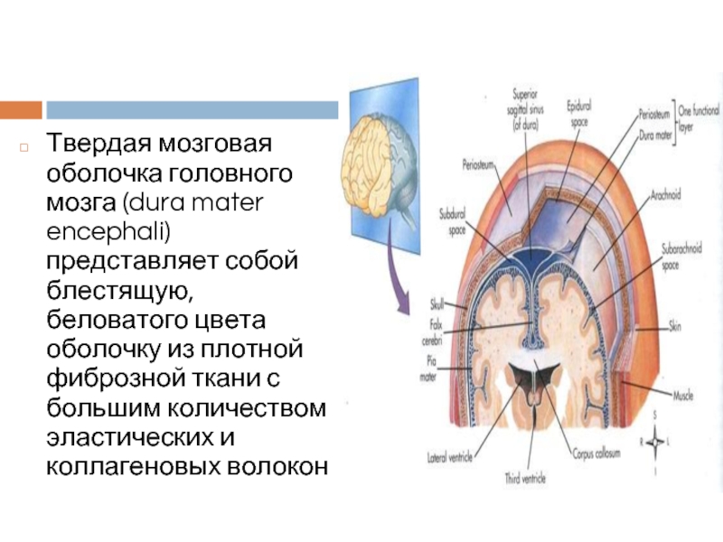 Оболочки головного мозга анатомия презентация