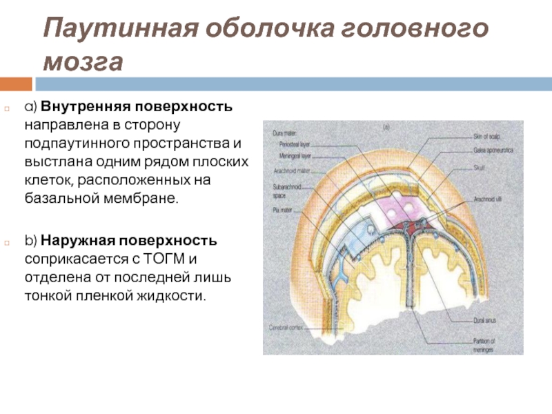 1 оболочки головного мозга. Паутинная оболочка головного мозга. Паутинная оболочка головного мозга анатомия. Паутинная мозговая оболочка состоит из. Паутинная мозговая оболочка функции.