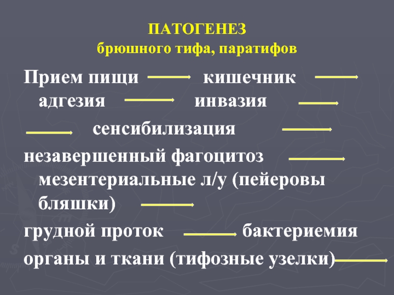 Схема патогенеза брюшного тифа