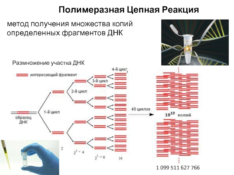 Полимеразная цепная реакция днк