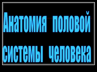 Анатомия половой системы человека