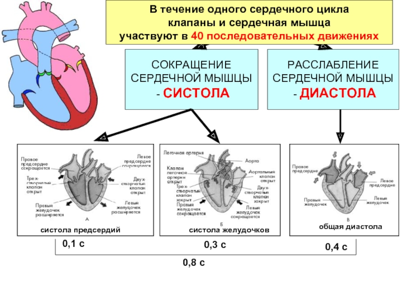 Сердечный цикл.фазы систолы диастолы желудочков. Систола и диастола сердца клапаны. Пассивное наполнение сердца кровью фаза сердечного цикла