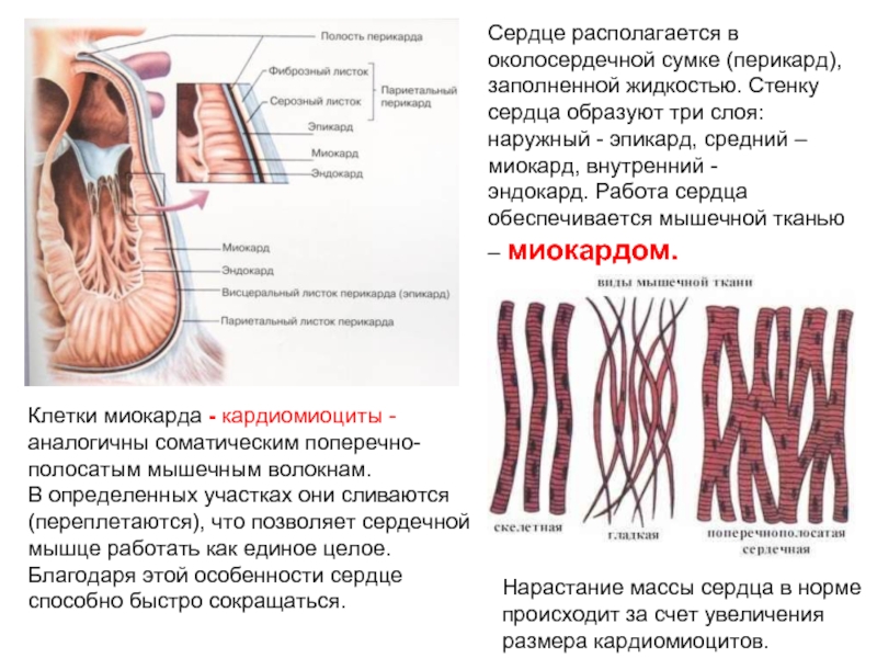 Сердце образовано клетками. Строение перикарда анатомия. Связки перикарда анатомия. Висцеральный и париетальный листок перикарда.