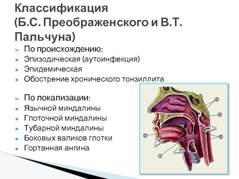 Гланды строение схема миндалины