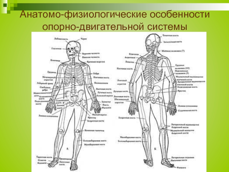 Реферат: Нагрузки на опорно-двигательный аппарат