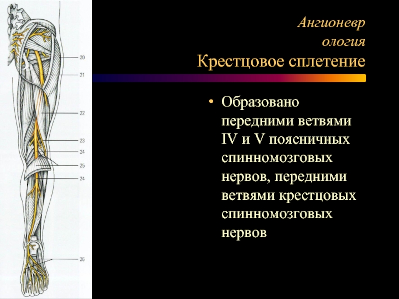 Крестцовое сплетение презентация