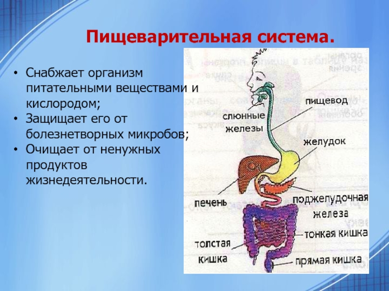 Кислородом и питательными веществами