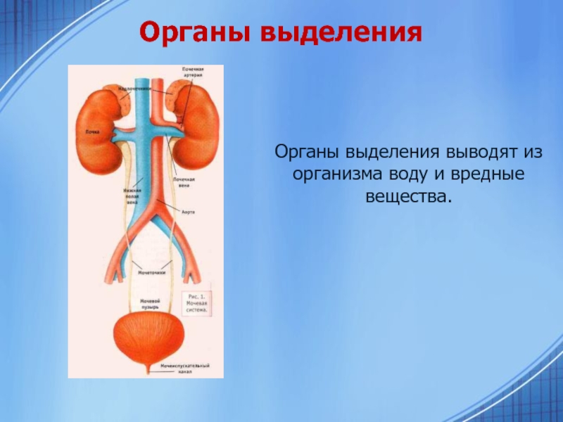 Выведение из организма продуктов обмена веществ. Выделение вредных веществ из организма.