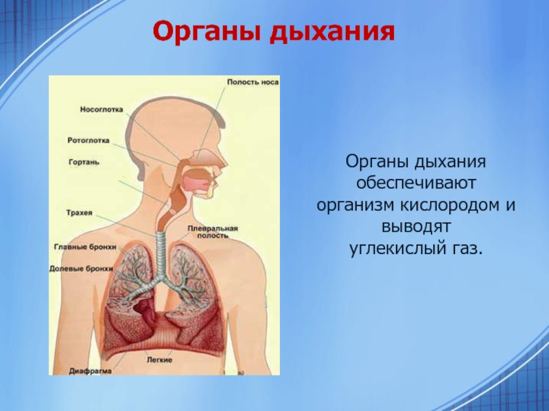 Вдыхаемый воздух кислород и углекислый газ. Органы дыхания. Дыхательная система человека. Дыхательные органы человека. Органы дыхания обеспечивают.