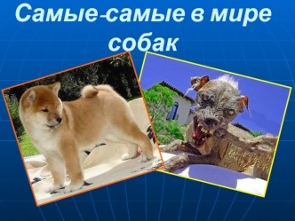 Самые-самые в мире собак