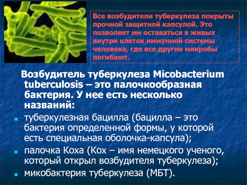 Заболевание туберкулез вызывают бактерии. Микобактерия палочки Коха. Микобактерия туберкулеза палочка Коха. Палочки – микобактерия туберкулеза.