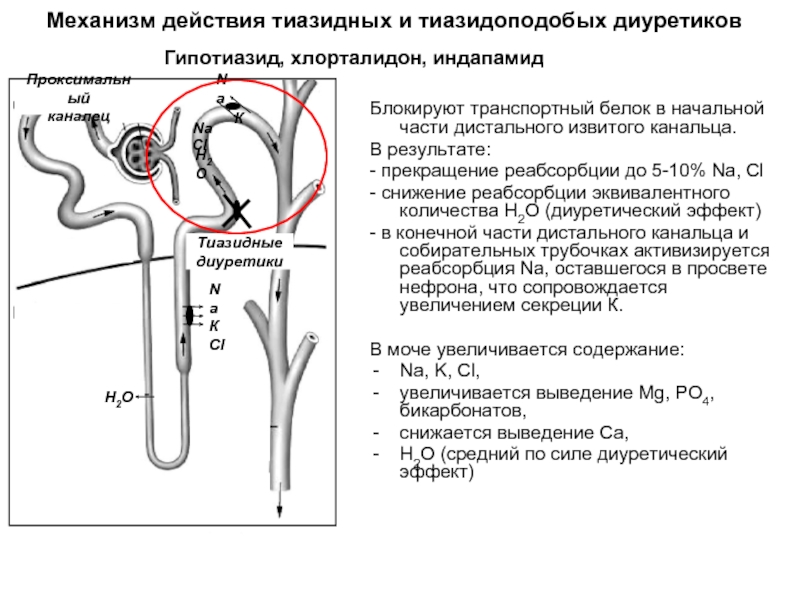 Диуретики презентация клиническая фармакология