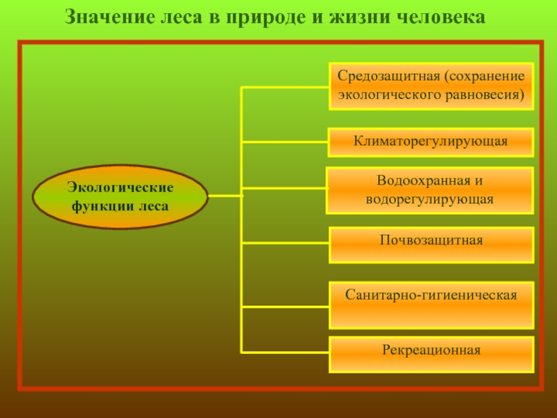 Значение леса в природе и жизни человека схема