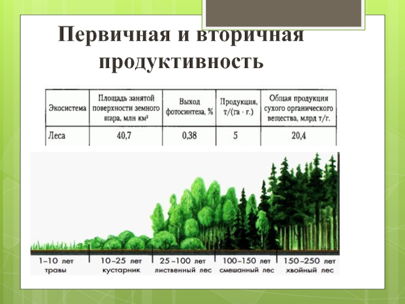 На диаграмме представлена информация по некоторым видам растений беловежской пущи