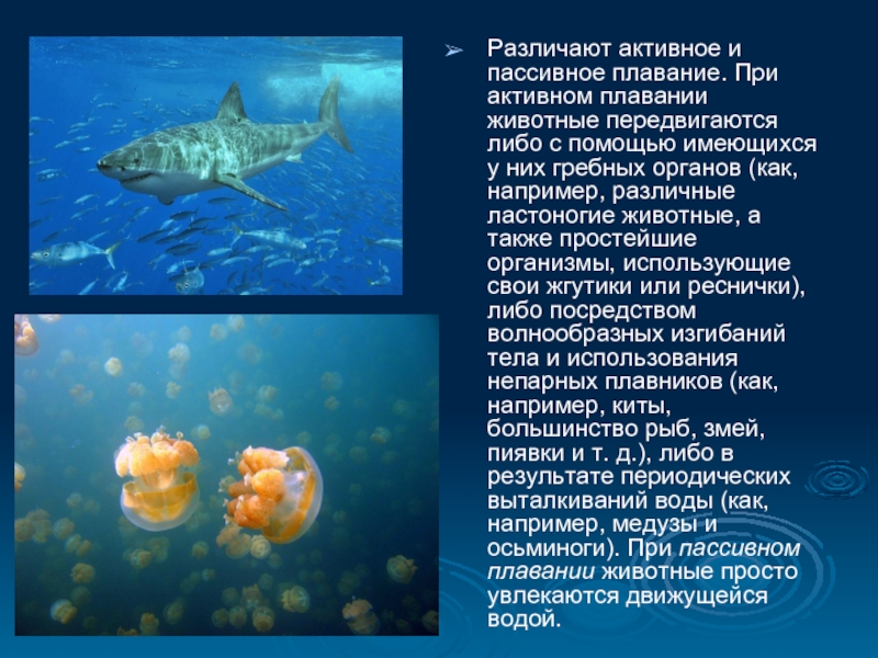 Организмы не способные к активному плаванию. Активное плавание животных. Передвижение плавающих животных. Пассивно плавающие. Презентация о плавательных животных.