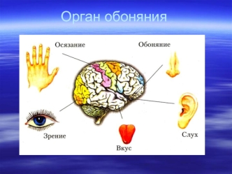 Анатомия ЦНС. Орган обоняния