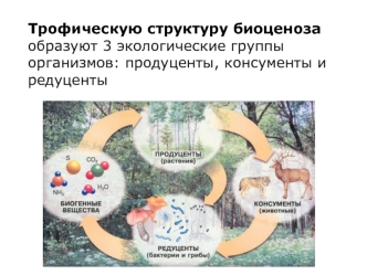 Трофическая структура биоценоза. Продуценты, консументы и редуценты