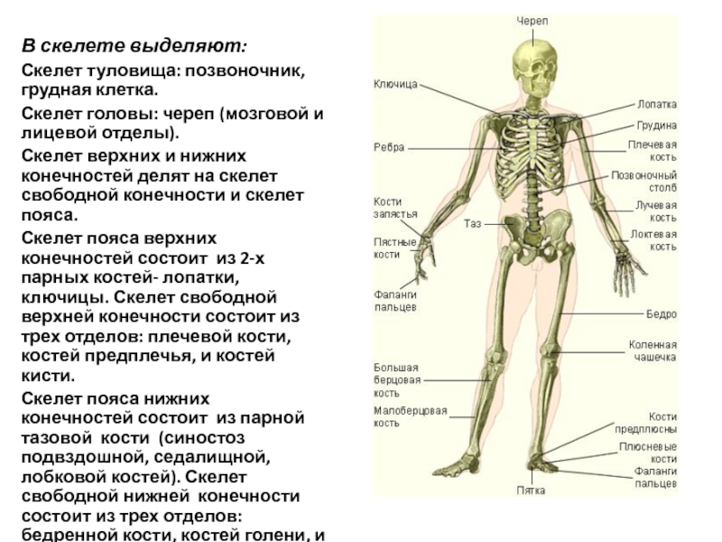 Внутренний скелет состоит из. Остеология: Общие данные о скелете. Отделы скелета туловища. Скелет головы и туловища. Остеология скелет туловища.