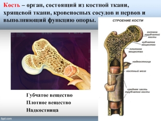 Строение кости