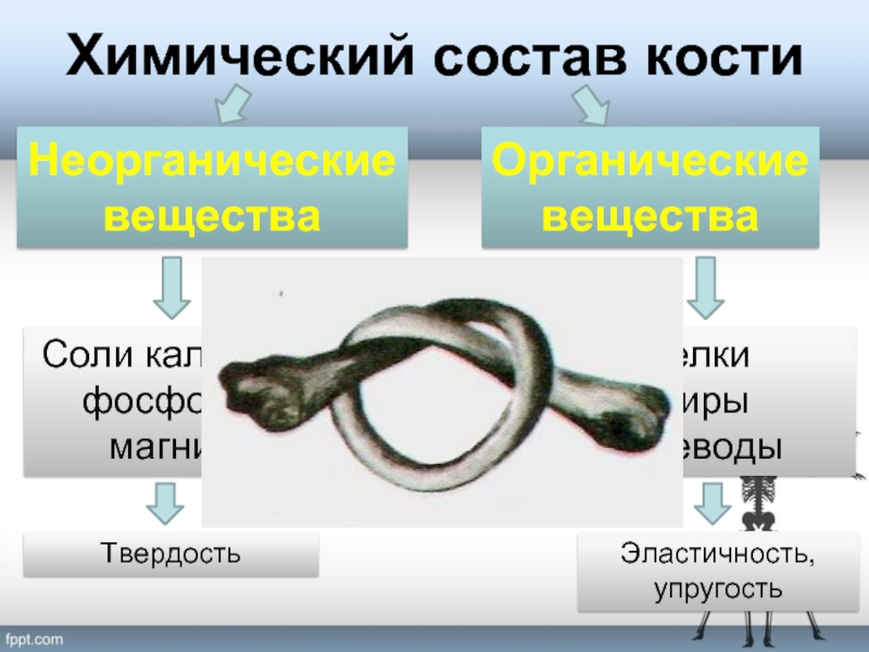 Вещества придающие твердость кости