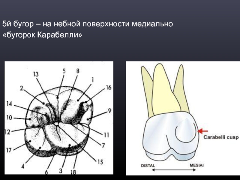 Зуб 7 нижний фото строение