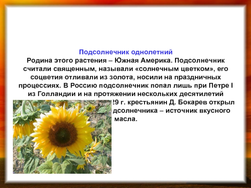 Подсолнечник температура. Подсолнечник однолетнее травянистое растение. Подсолнечник однолетний Фармакогнозия. Подсолнечник однолетний формула цветка. Подсолнечник описание растения.