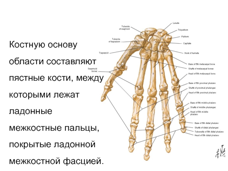 Пястье и запястье. Пястные кости. Название костей кисти руки. Строение кисти руки человека с названиями. Строение пястной кости.