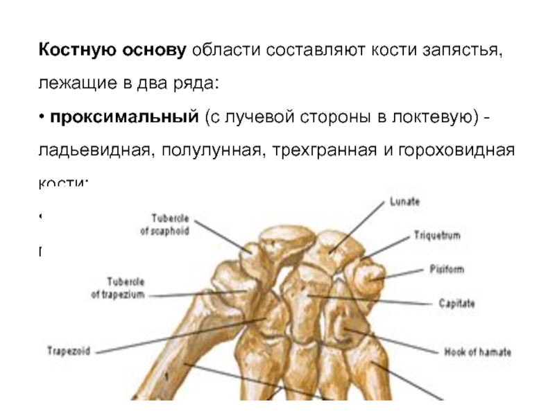 Головчатая кость запястья. Гороховидная кость и кость трапеция. Трехгранная гороховидная кость. Проксимальный и дистальный ряд запястья. Проксимальный ряд костей запястья составляют.