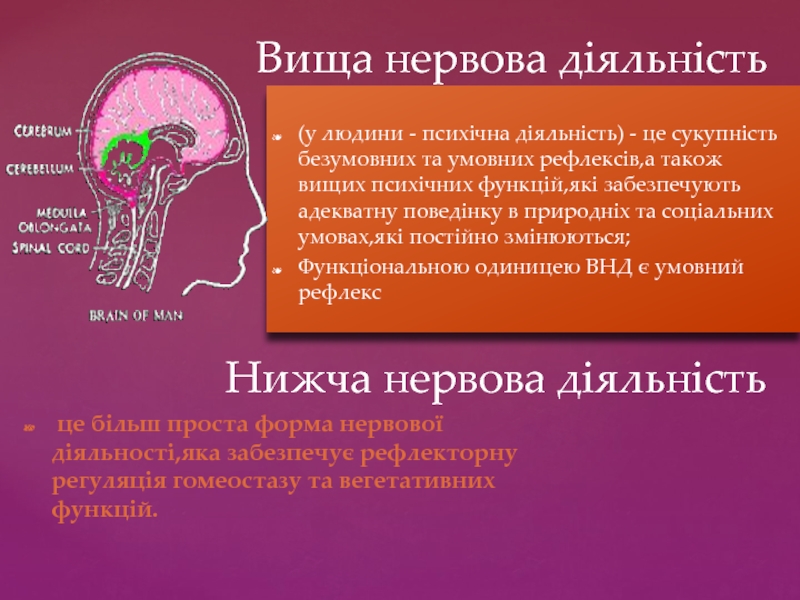 Реферат: Анатомо фізіологічні аспекти вищої нервової діяльності
