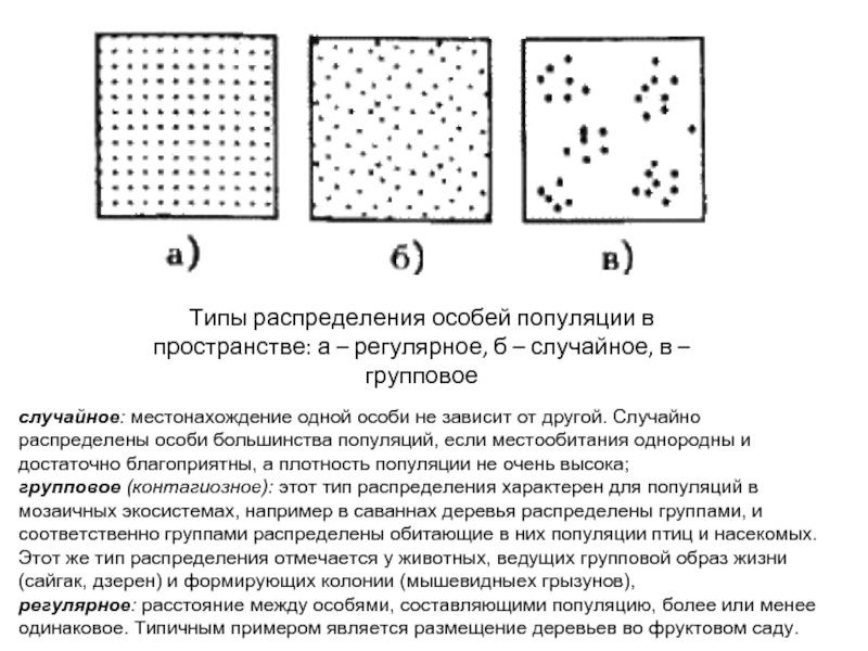 Разновидность особей. Типы пространственного распределения особей популяции. Диффузный Тип распределения особей. Равномерное случайное групповое распределение популяций. Равномерное распределение особей характерно для популяций.