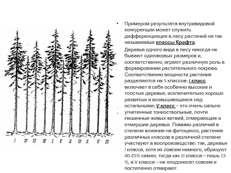 Распределение деревьев. Классификация крафта деревьев. Классификация деревьев в лесу по крафту. Классификация по крафту. Классификация лесных деревьев по крафту.