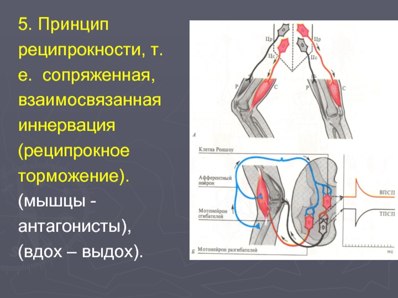 Схема торможения гольца