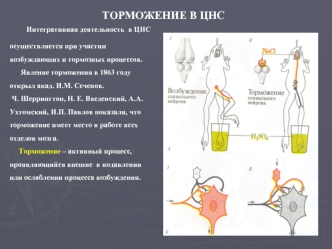 Торможение в ЦНС