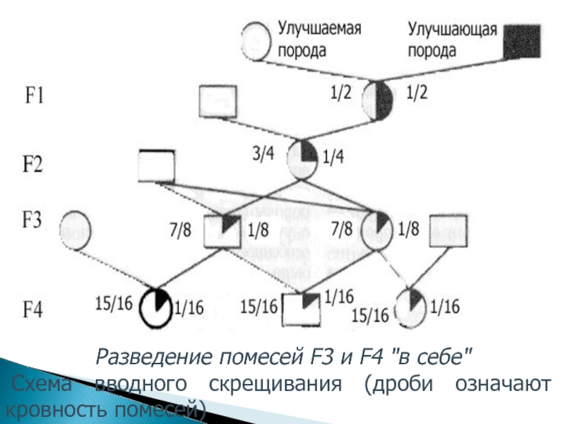 Схема поглотительного скрещивания