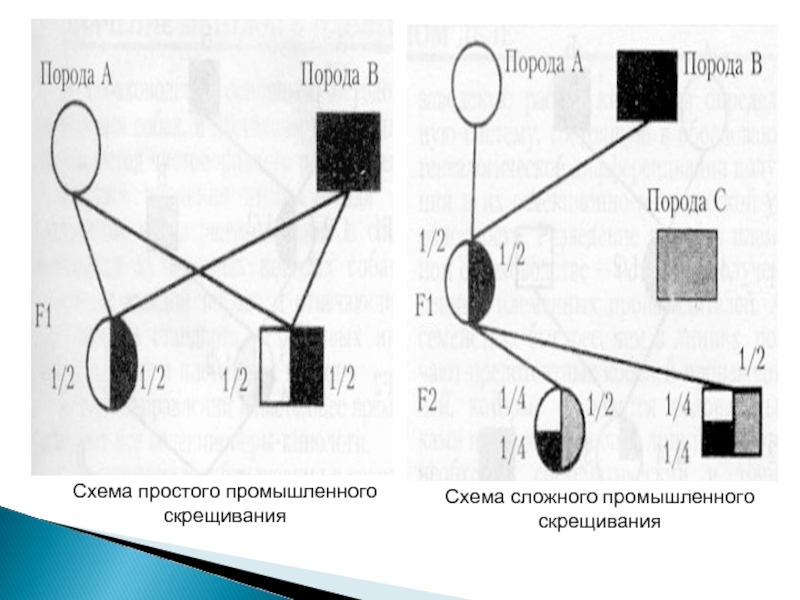 Схема промышленного скрещивания