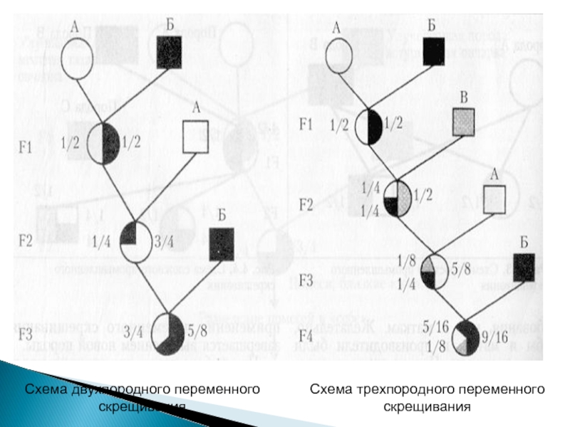 Составить схему скрещивания и рассчитать доли крови у приплода