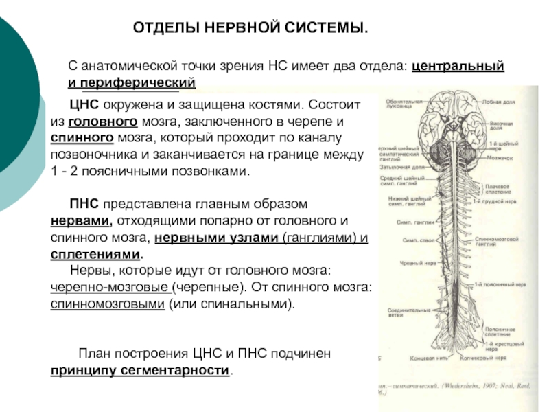 Иерархия нервной системы
