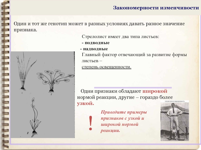 На рисунке изображен стрелолист с листьями разных форм какая форма изменчивости характерна